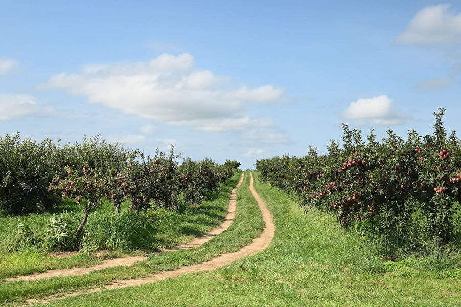 Our 2024 Guide to Dutchess County Apple Orchards this season!