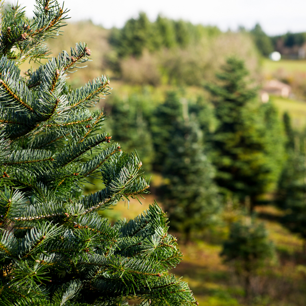 Supporting Christmas Tree Farms in New York